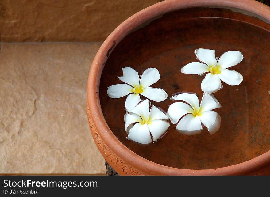 Plumeria flowers in terracotta pots. Plumeria flowers in terracotta pots