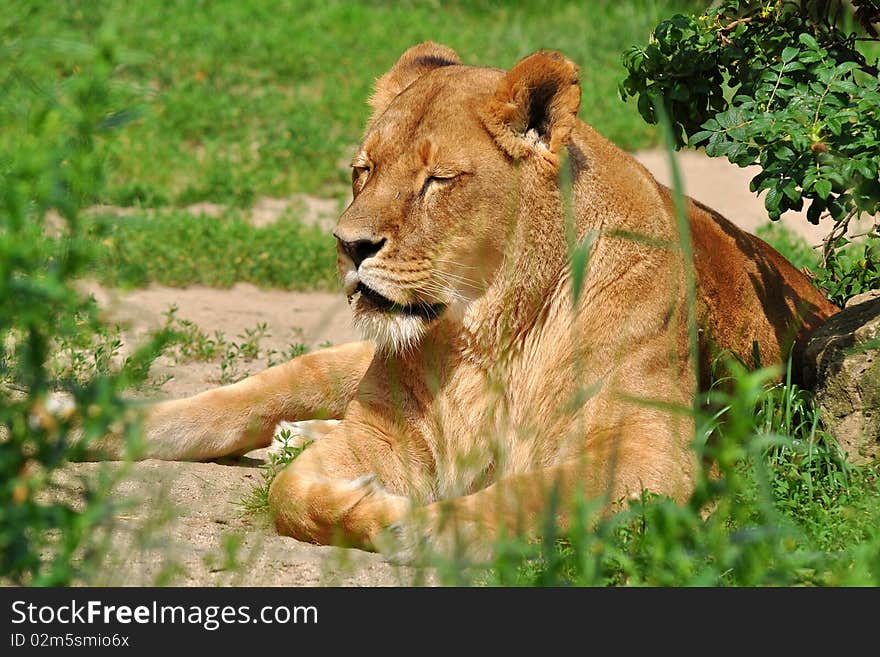 The lion (Panthera leo) is one of the four big cats in the genus Panthera, and a member of the family Felidae. The lion (Panthera leo) is one of the four big cats in the genus Panthera, and a member of the family Felidae.