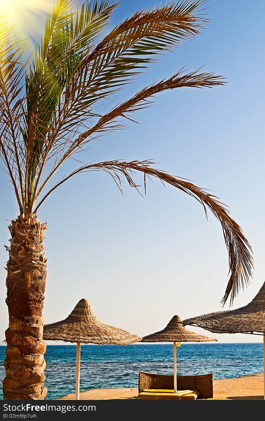 Beautiful palm and seashore in the resort.