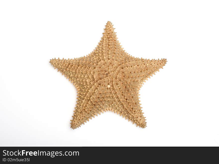 Close up photo of a starfish. Close up photo of a starfish