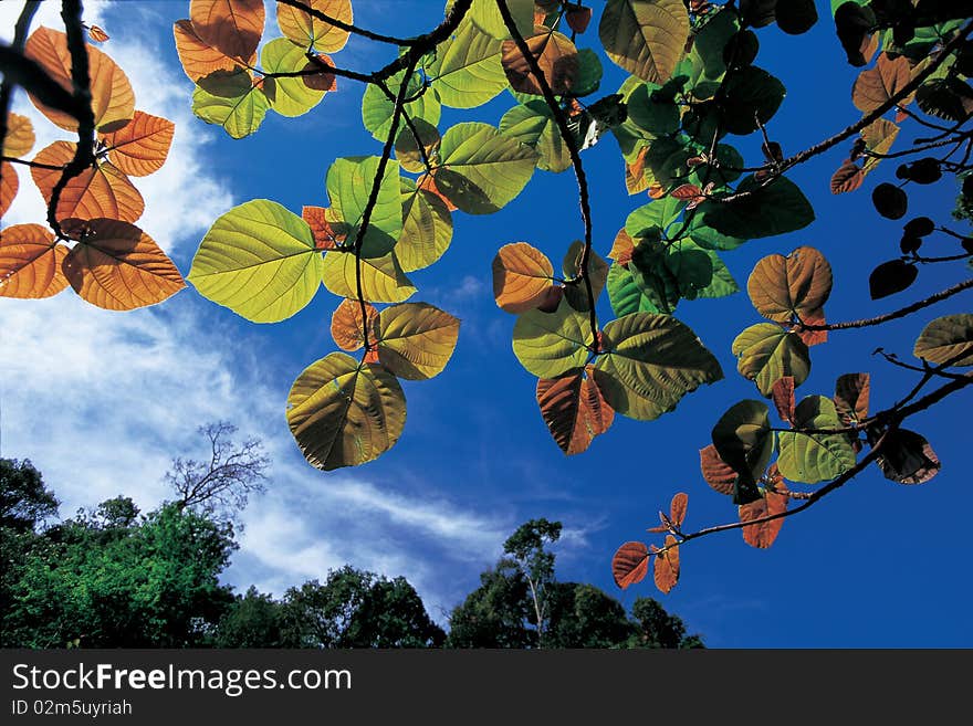 Beautiful  leaf against sky, Thailand