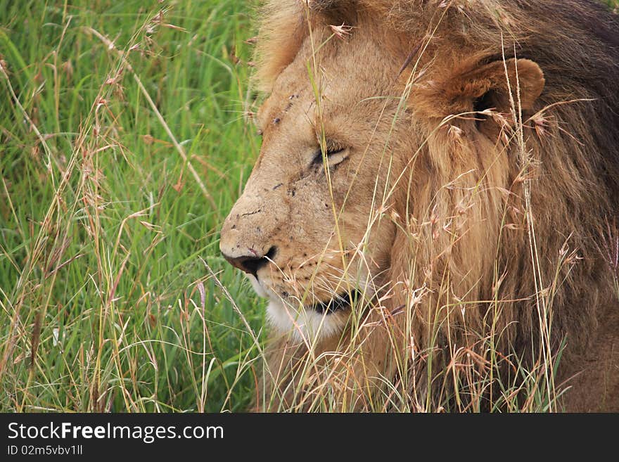 This mighty lion gently thinks, as he whiles away a few moments in the African scrubland in Kenya. This mighty lion gently thinks, as he whiles away a few moments in the African scrubland in Kenya.