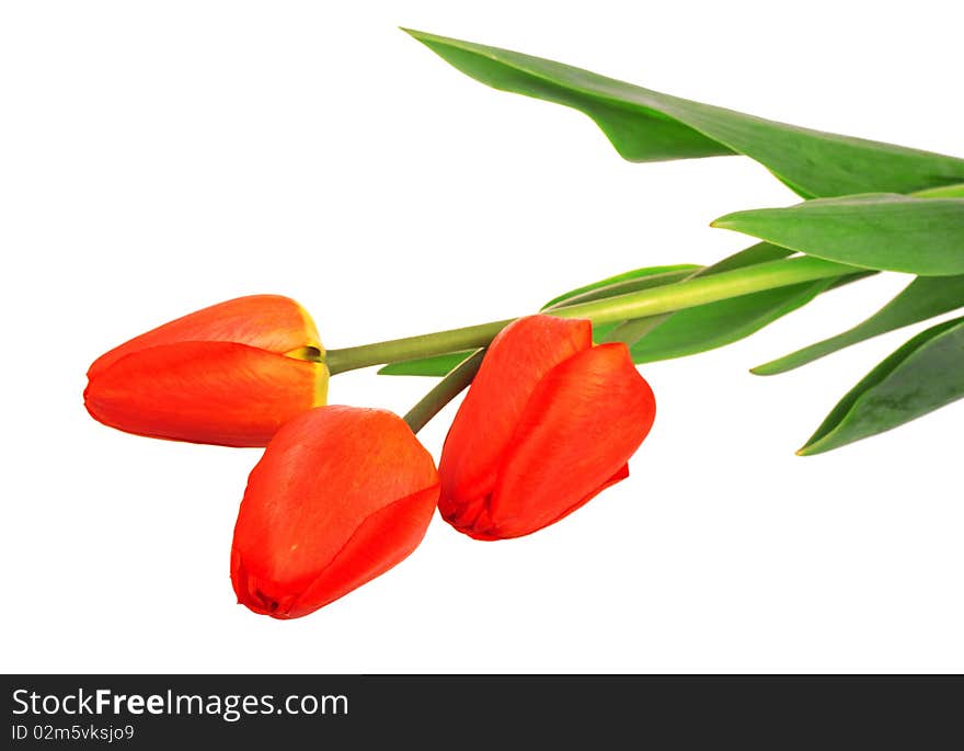 Three red tulips isolated on white background