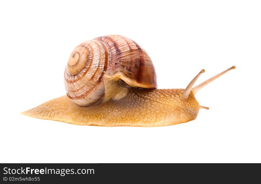 Creeping snail on a white background