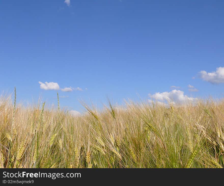 Barley field