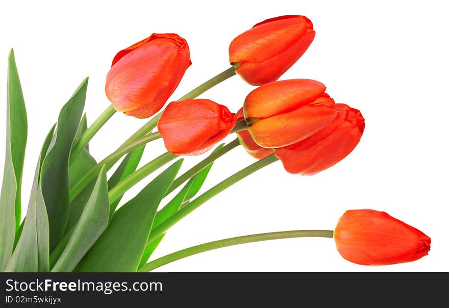 Red tulips isolated on white background