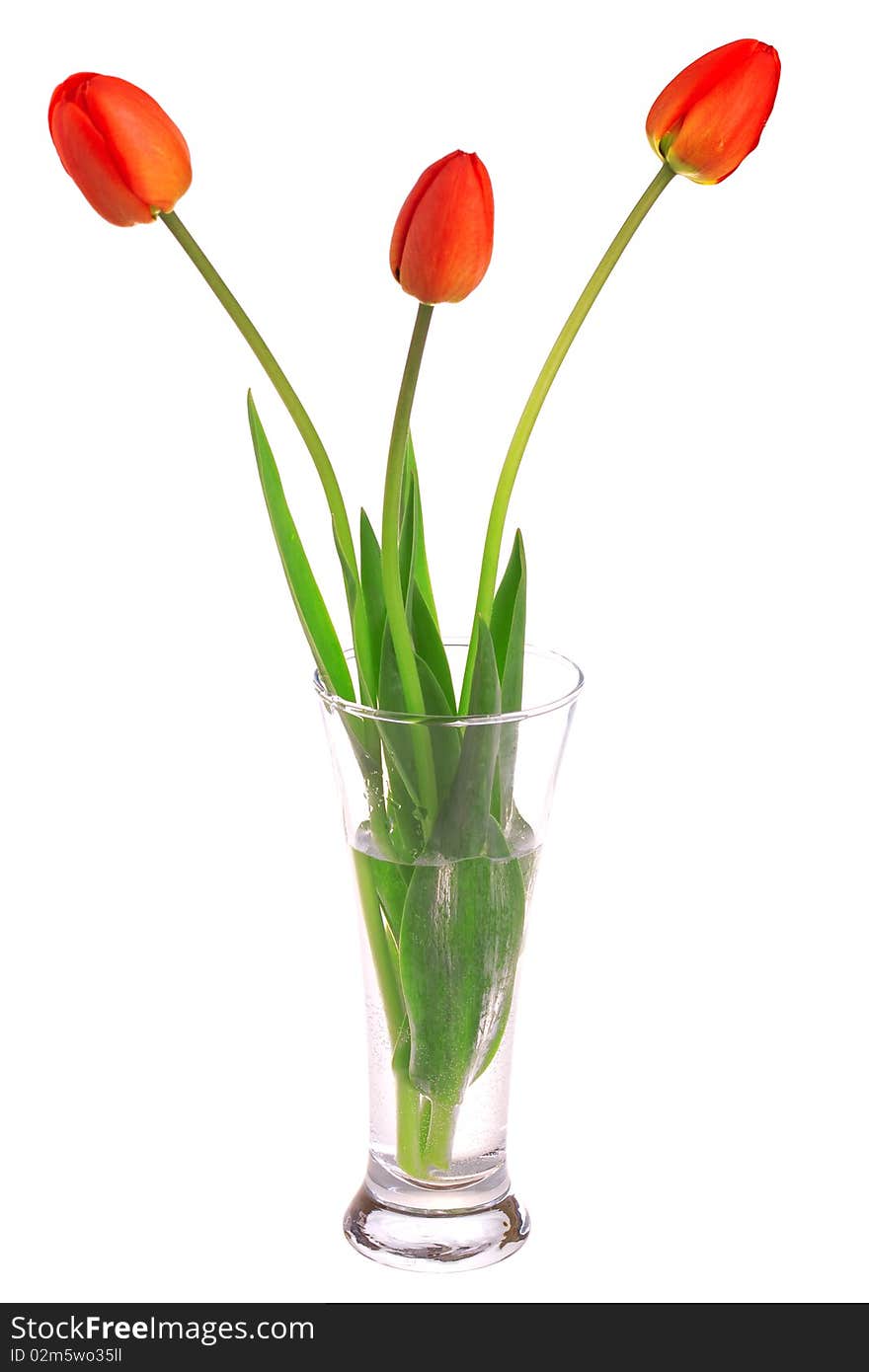 Three red tulips isolated on white background