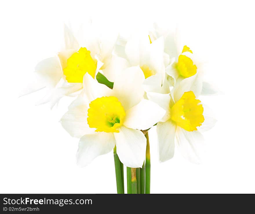 White narcissus isolated on white background