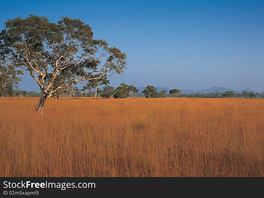 Grassland And Sky