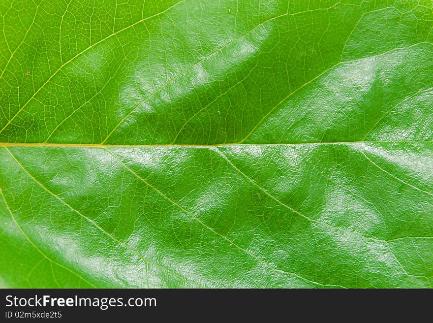 Natural background of the young green leaf