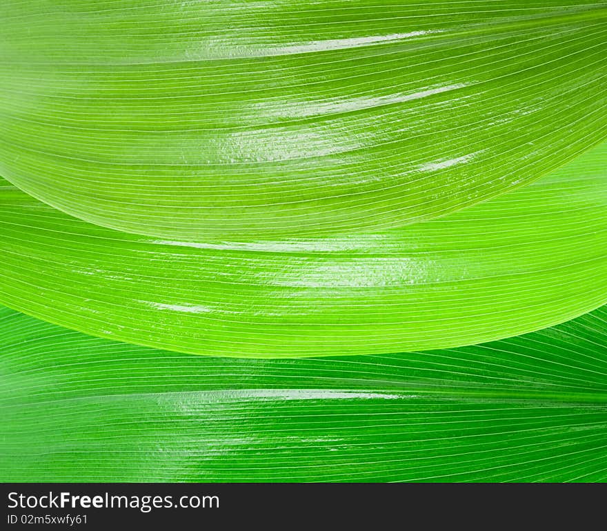 Natural background of the young green leaves