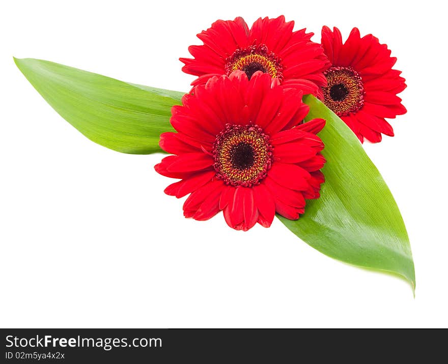 Red gerbera flowers with green leaves