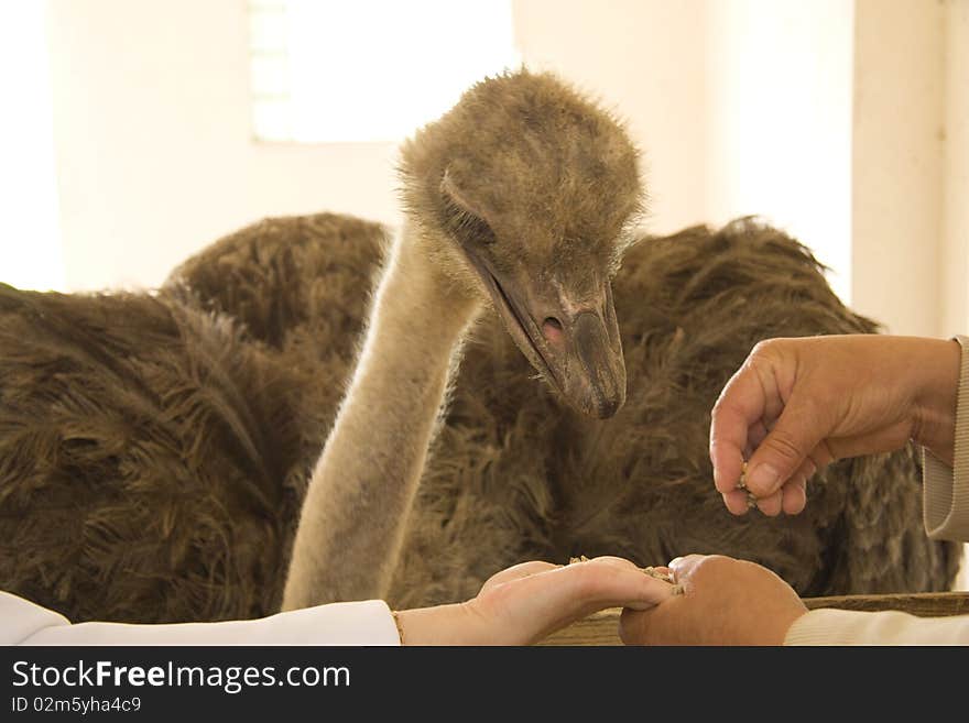 Feeding of an ostrich