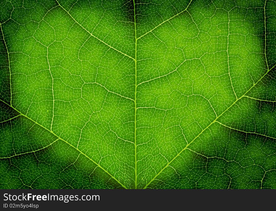 Heart shape on a green leaf texture, close up