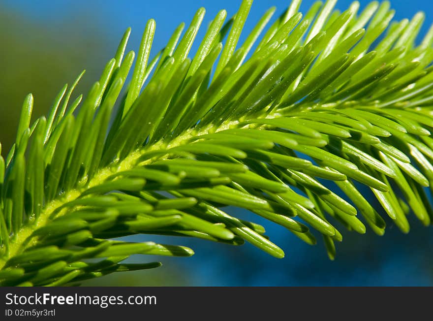 Pine tree branch in sunny day