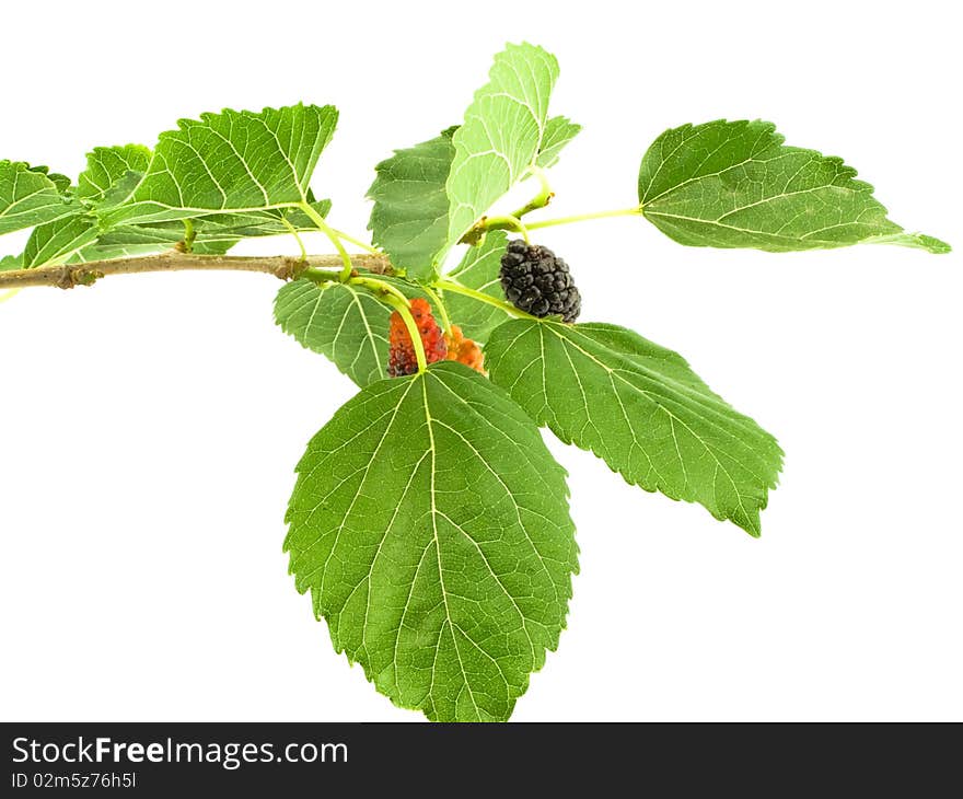 Harvest of the ripe mulberry on branch with green sheet