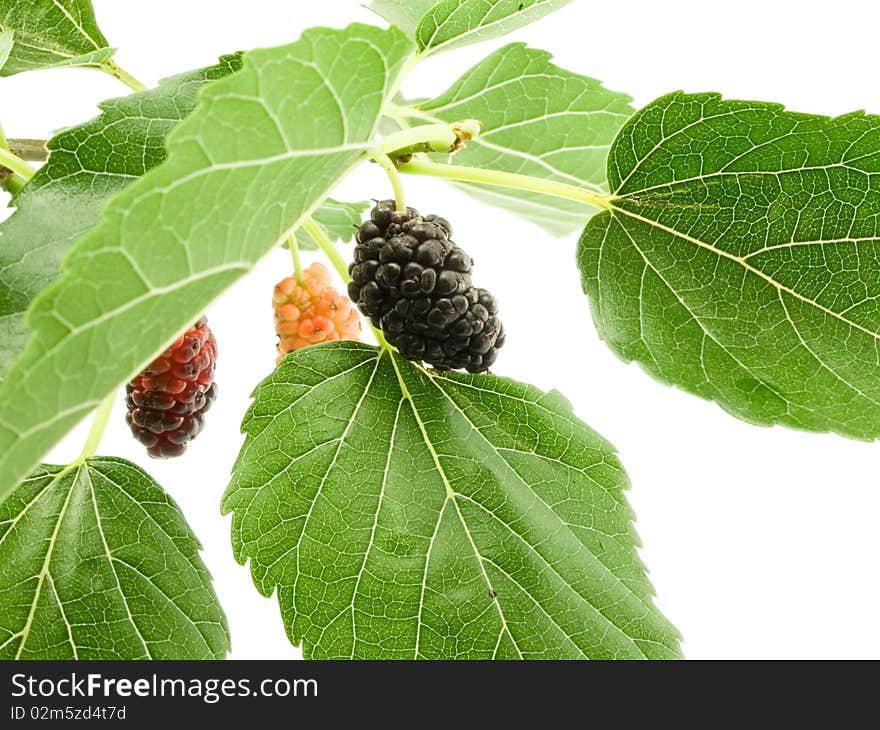 Berry of the mulberry skim close-up on background sheet