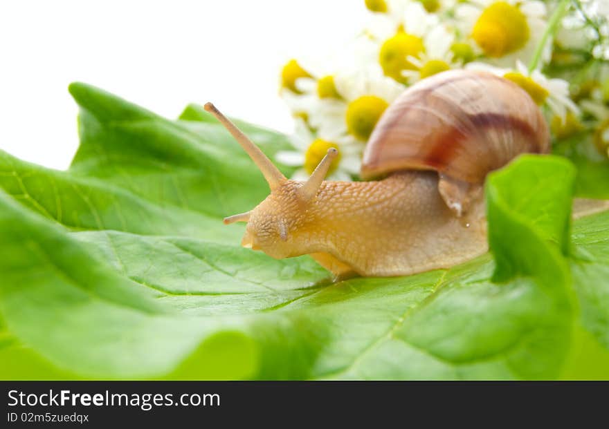 Snail Creeping On Leaf With Camomiles