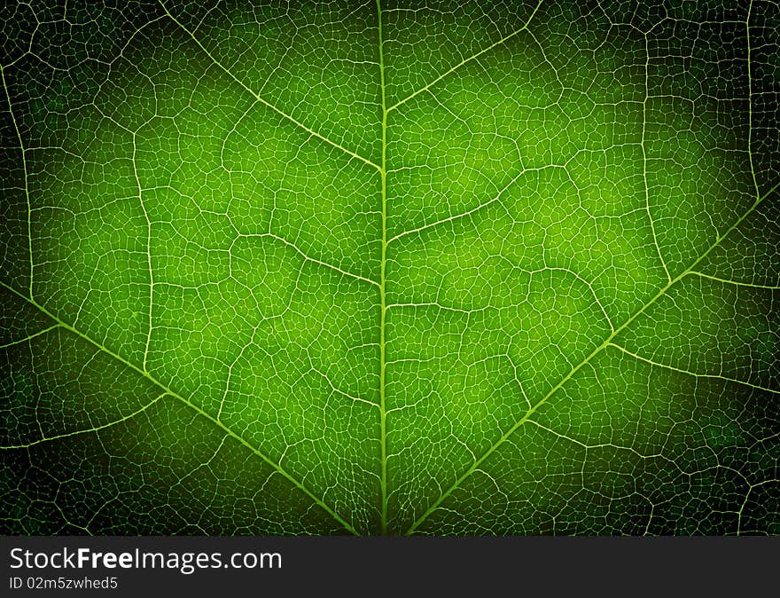 Heart shape on a green leaf texture, close up