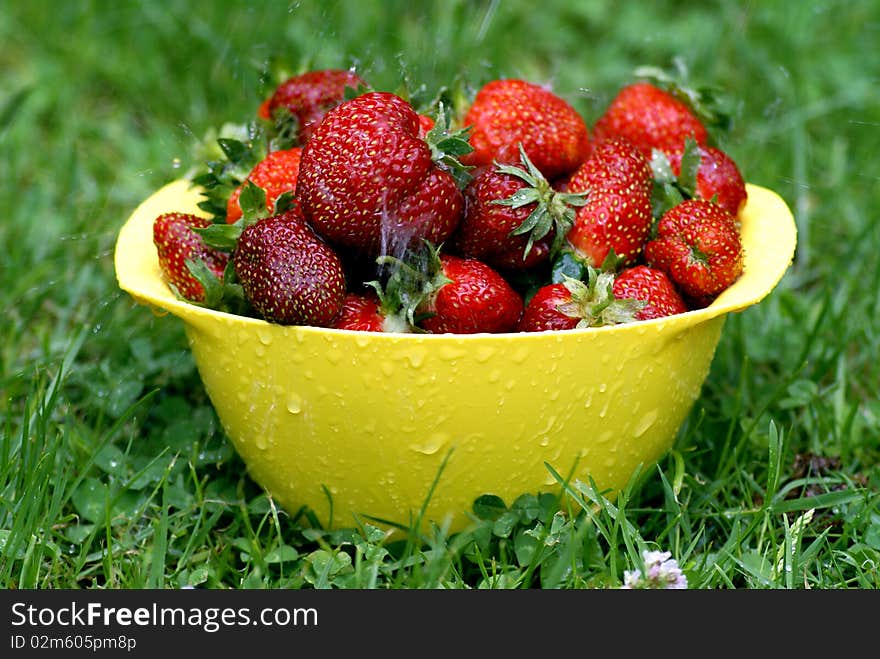 Strawberries in the rain, the green grass.