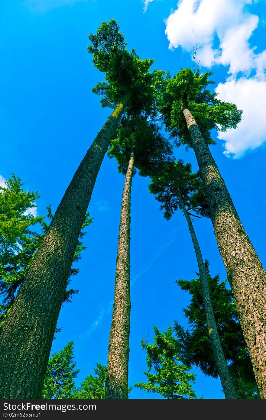 Tree canopy in spring time