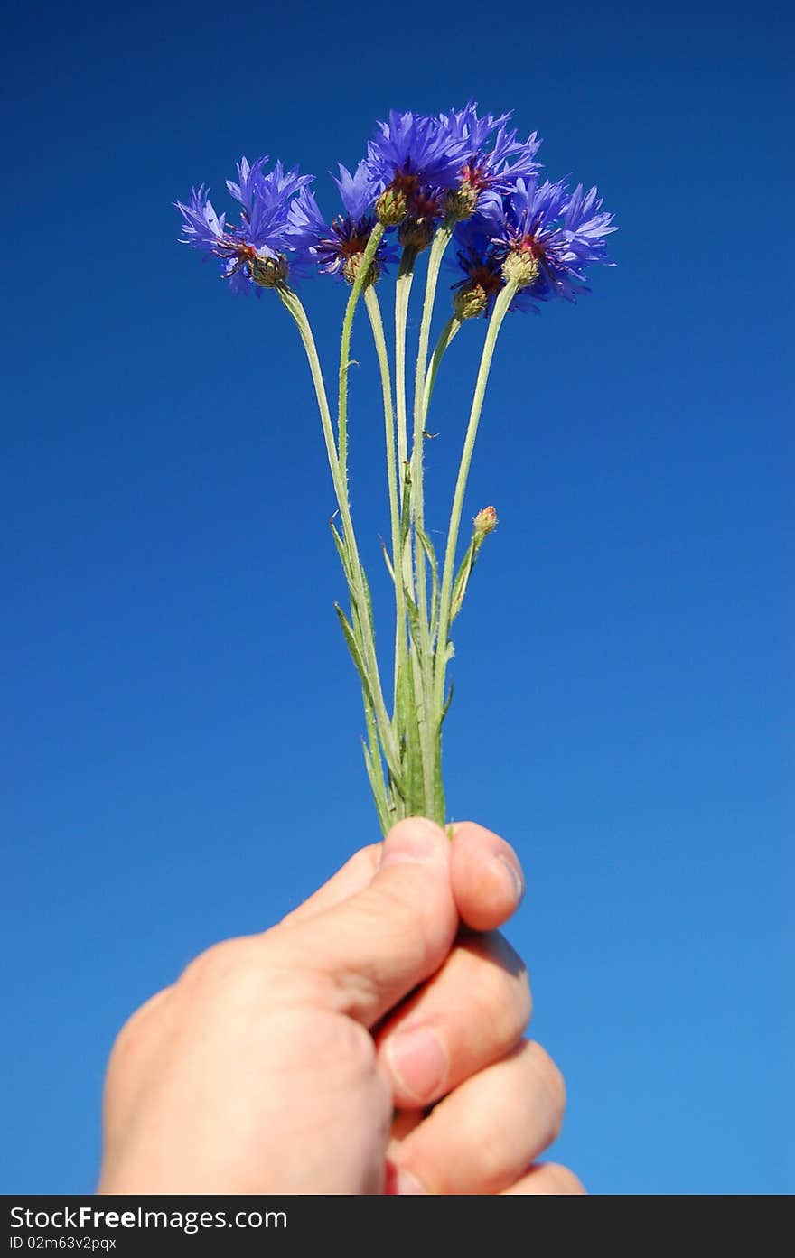 A bouquet of cornflowers held in hand against blue sky