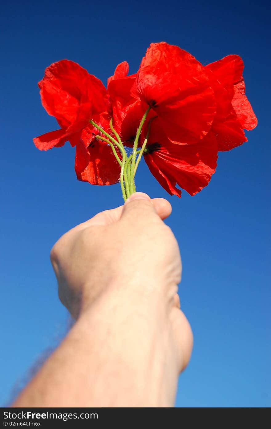 A bouquet of poppy seed flowers held in hand against blue sky