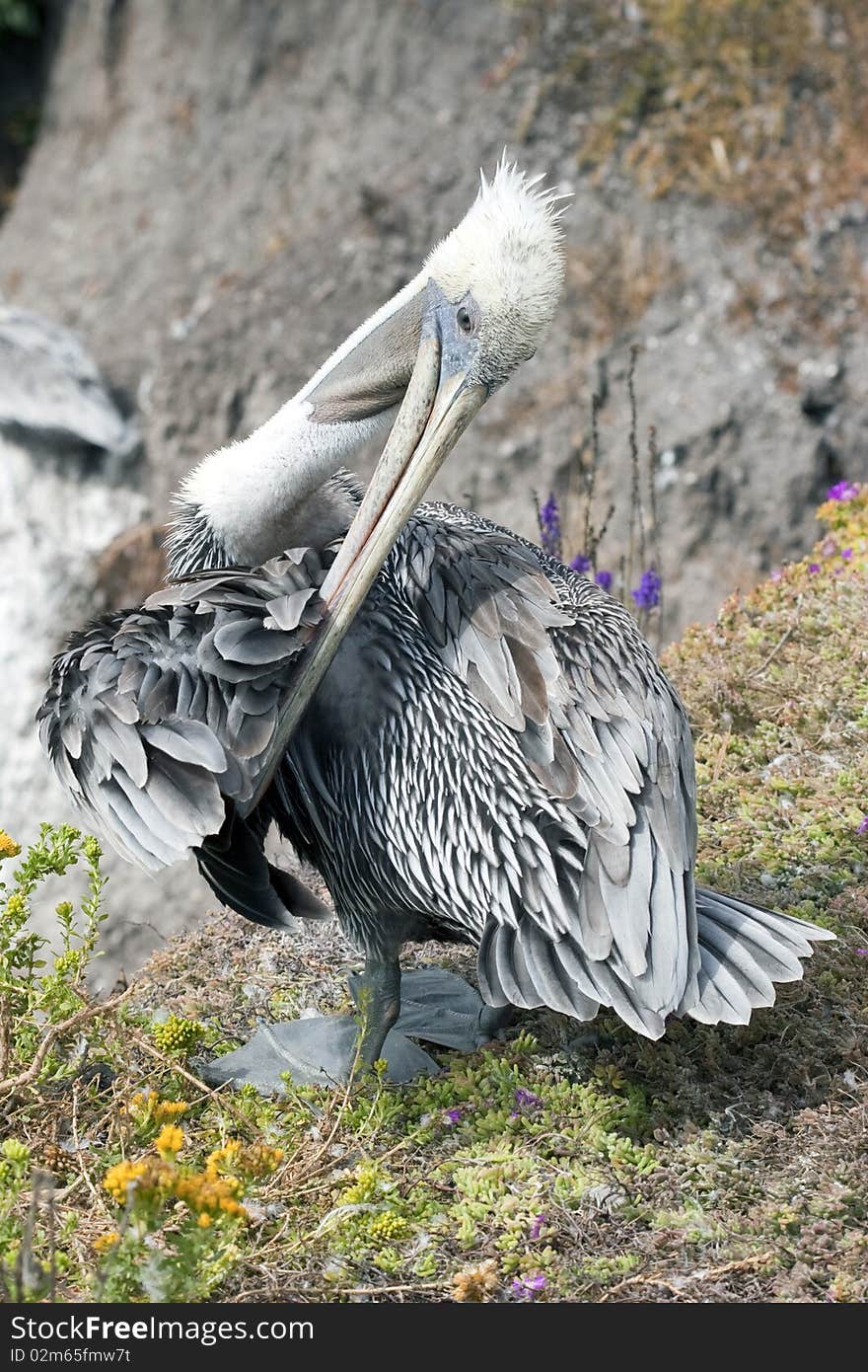 Pruning Pelican