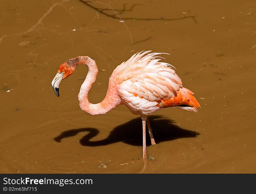 Carribean Flamingo