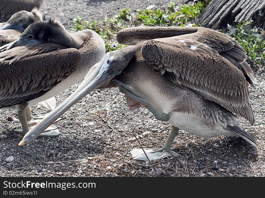 Seems this Pelican had a tight neck and was getting the kink out. Seems this Pelican had a tight neck and was getting the kink out.