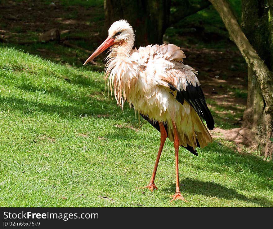 European White Stork