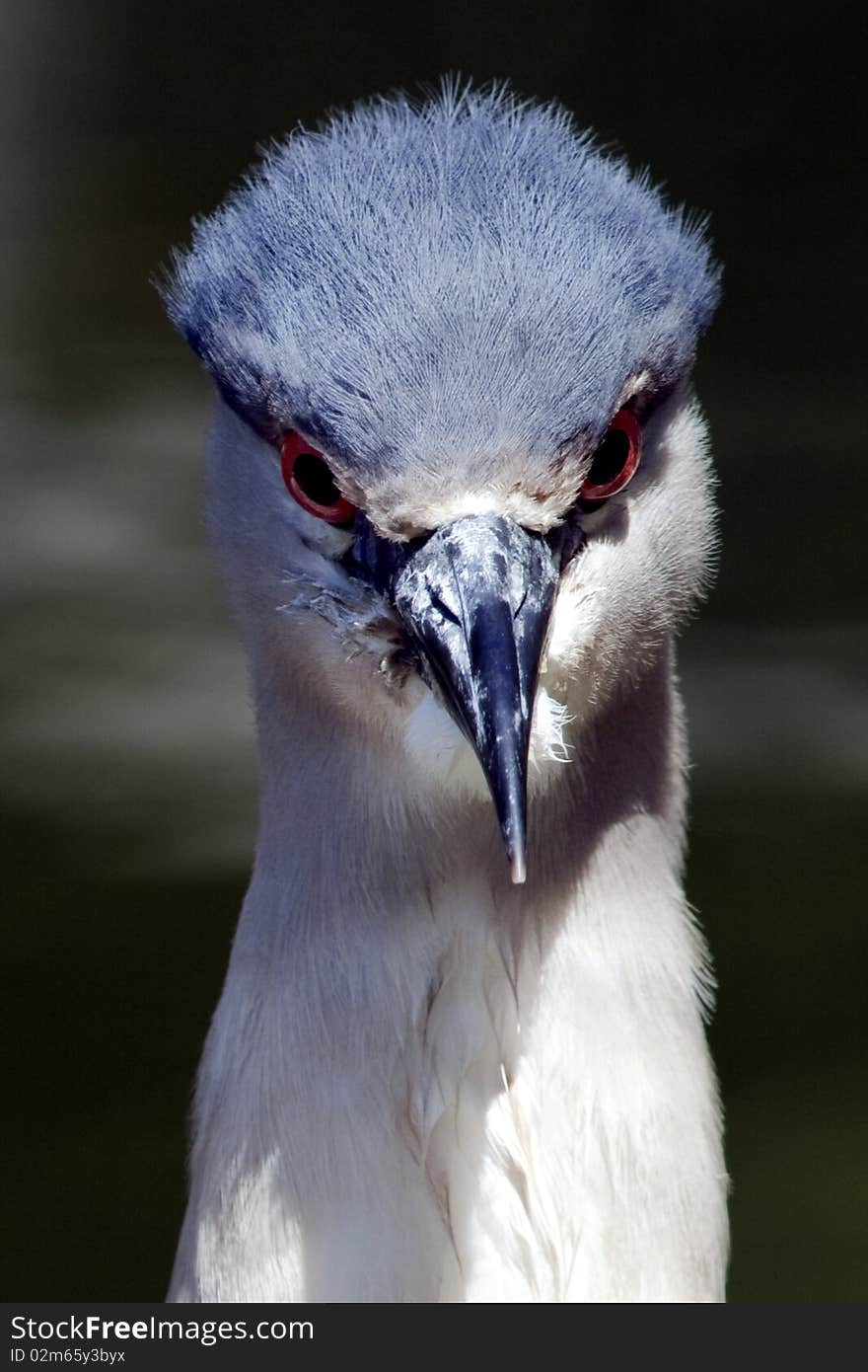 Staring Bird