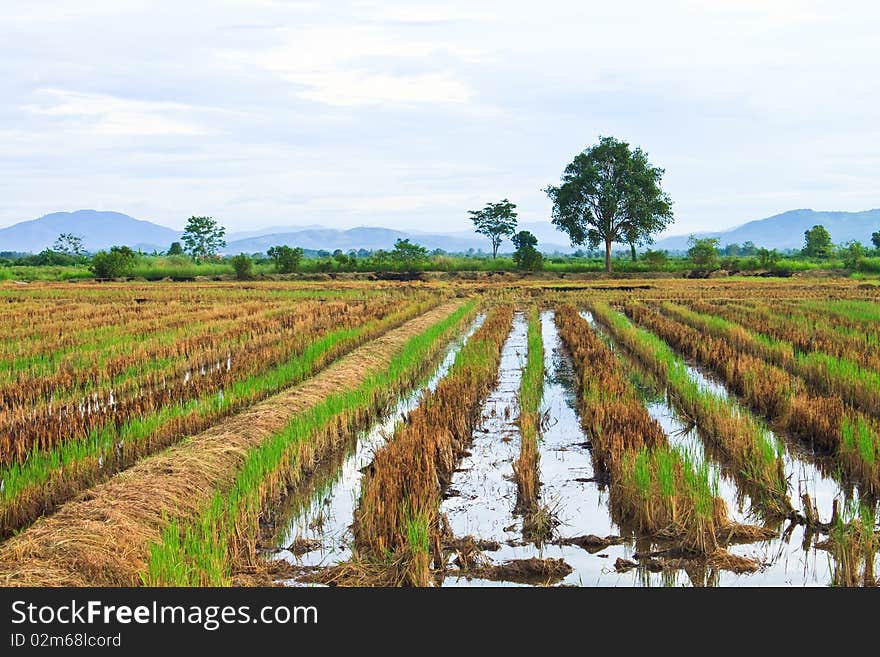 Rural area,countryside of Thailand,Northern of Thailand. Rural area,countryside of Thailand,Northern of Thailand