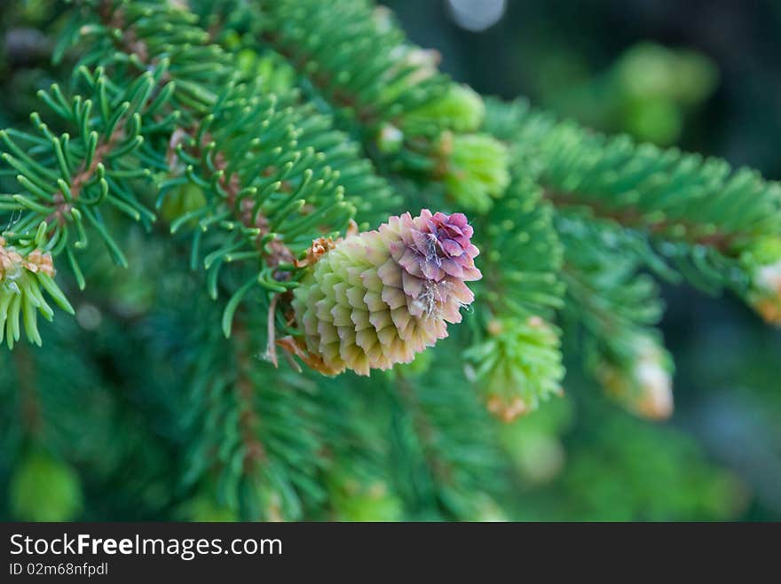 A fir cone in the fir tree.