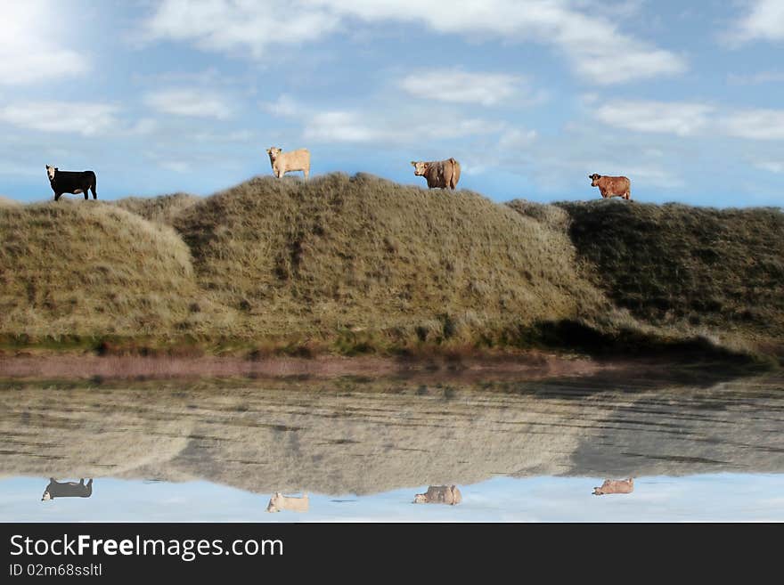 Four cows on the top of some dunes in kerry ireland grazing in green pastures with reflection on water. Four cows on the top of some dunes in kerry ireland grazing in green pastures with reflection on water