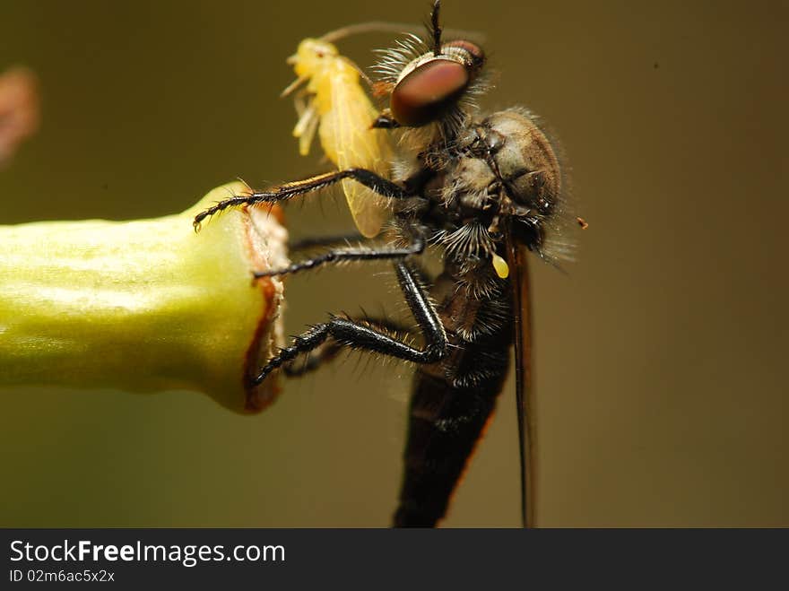 Fly eating its newly caught prey. Fly eating its newly caught prey.