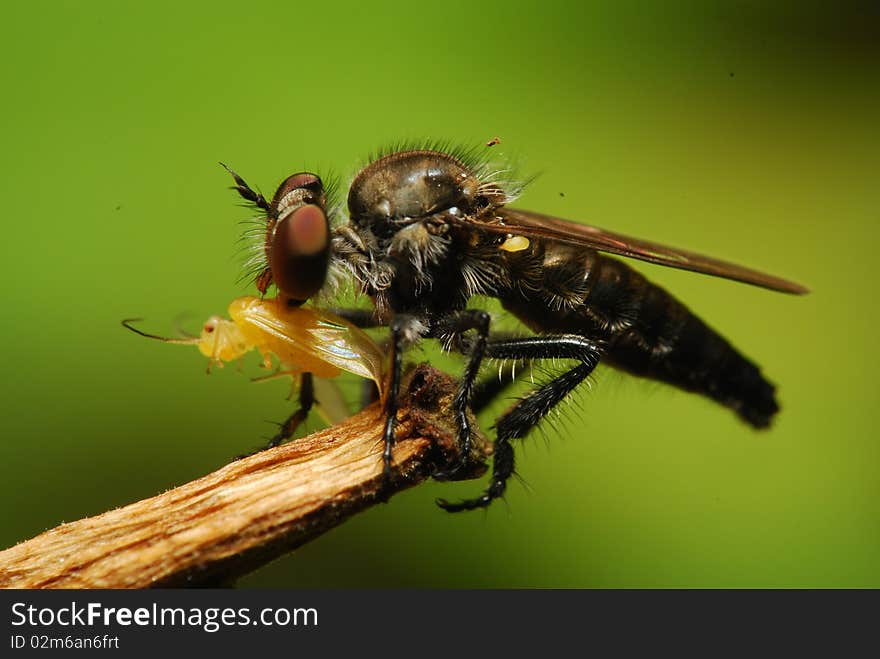 Fly eating its newly caught prey. Fly eating its newly caught prey.