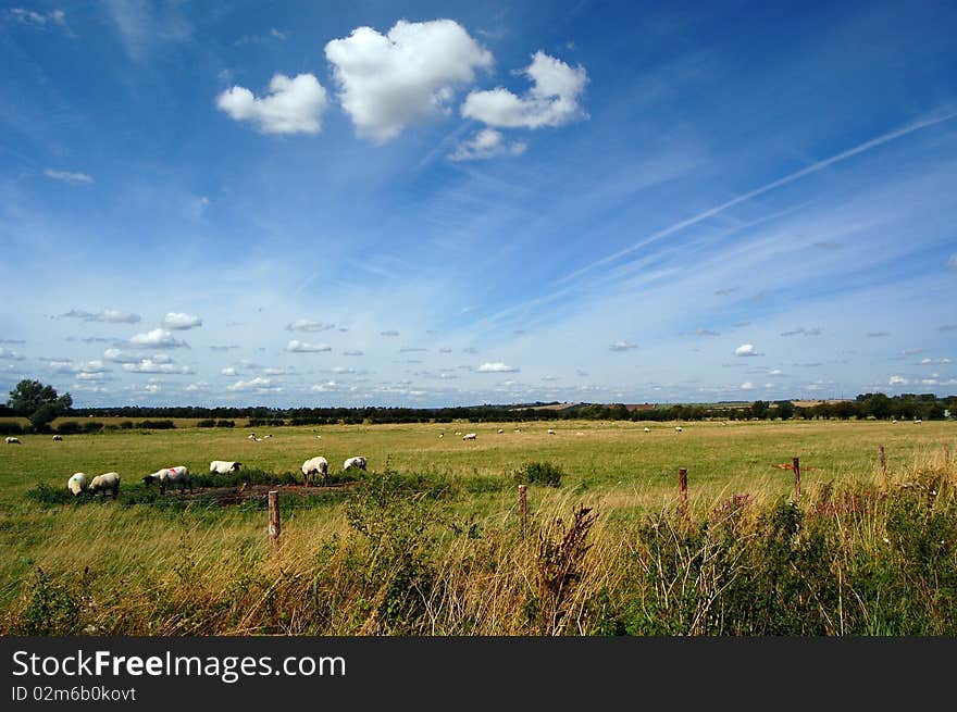 Sheep In Field