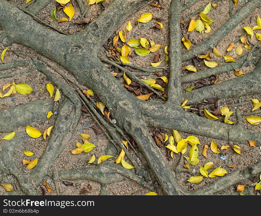 Roots and leafs on the ground