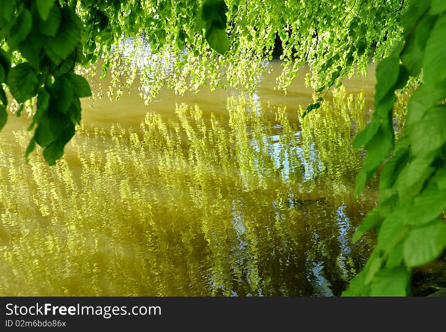 Tree leaves reflecting on the water. Tree leaves reflecting on the water