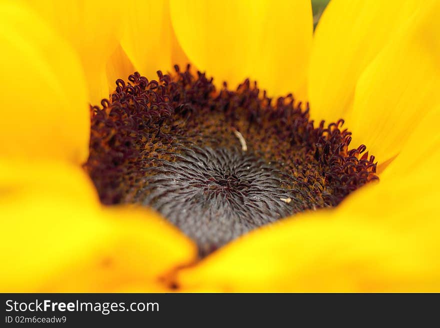 Close up of sunflower in early summer. Close up of sunflower in early summer