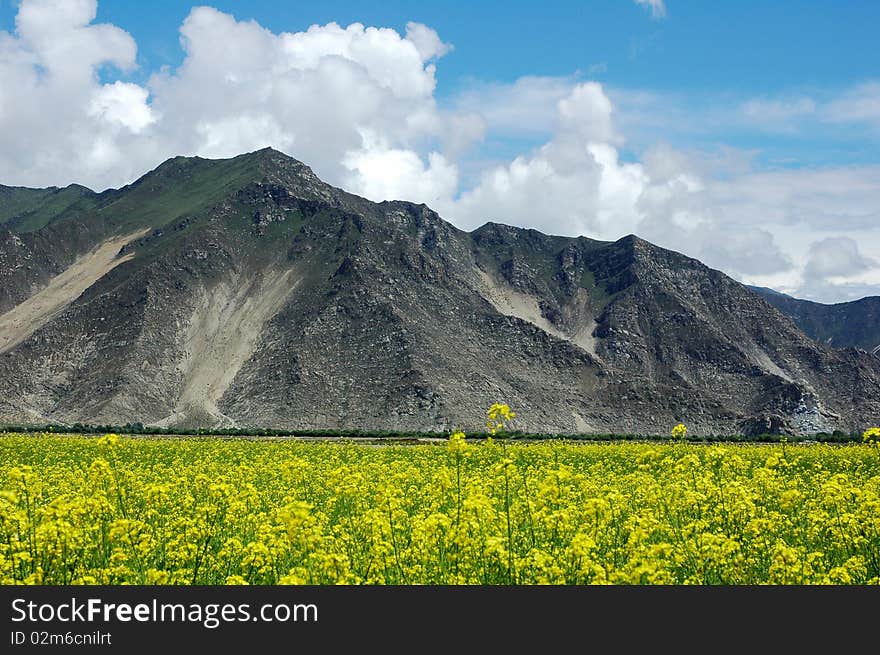 Scenery of blooming rapeseed or oil crop fields at the foot of the mountains in Tibet