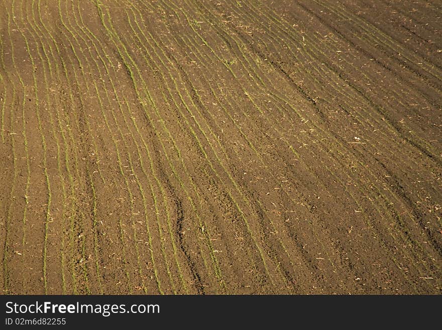 Brown field can be used as a background. Brown field can be used as a background