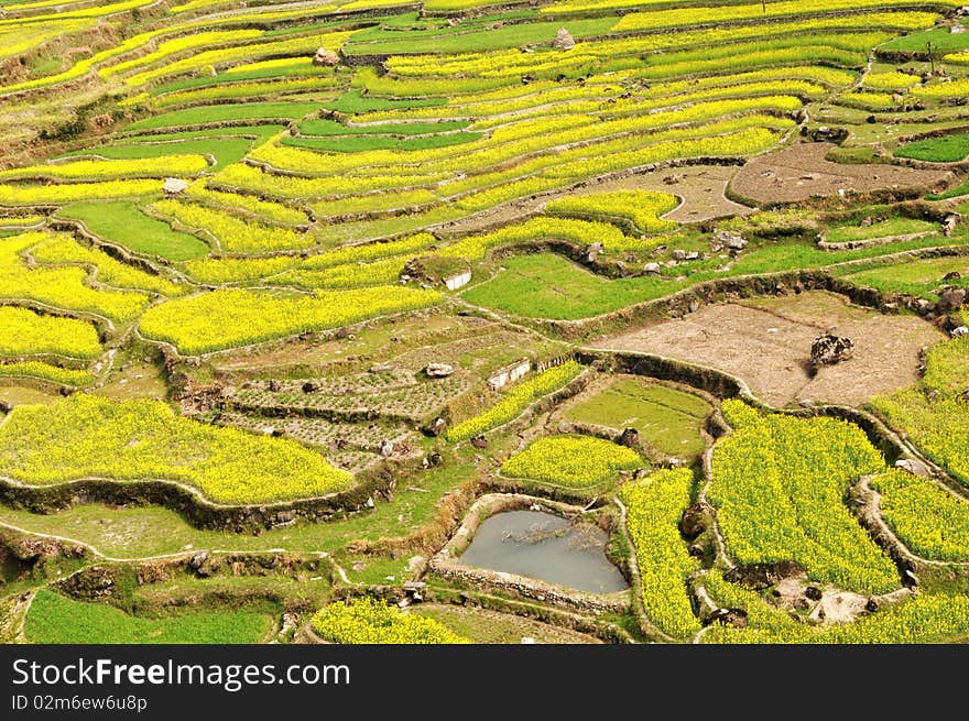 Scenery of rapeseed or oil crop fields in spring. Scenery of rapeseed or oil crop fields in spring