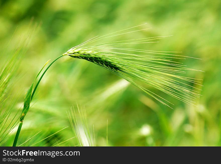 Closeup view of wheat ears in the summer