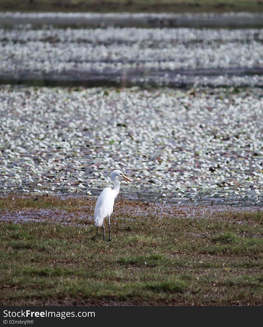 Great Egret Ardea Alba in a Billabong in Kakadu Nationa Park, Northern Territory, Australia. Great Egret Ardea Alba in a Billabong in Kakadu Nationa Park, Northern Territory, Australia