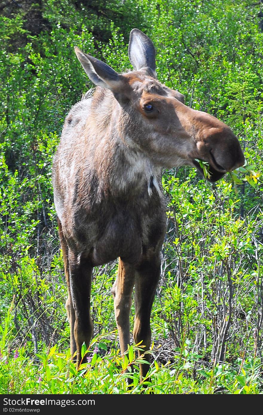 This moose was munching leaves along the road in Denali National Park in Alaska. This moose was munching leaves along the road in Denali National Park in Alaska.