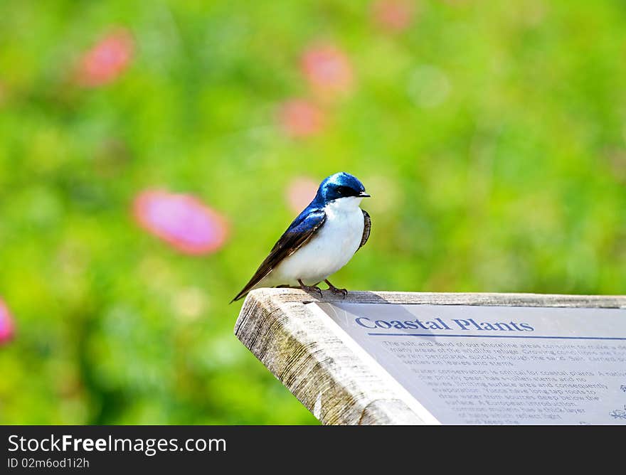 Tree Swallow