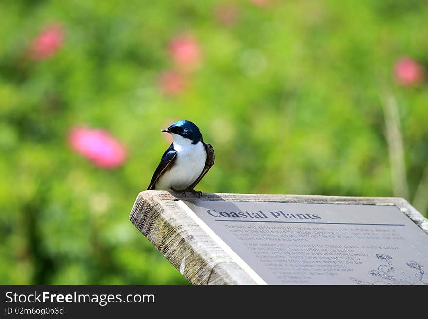 Tree Swallow