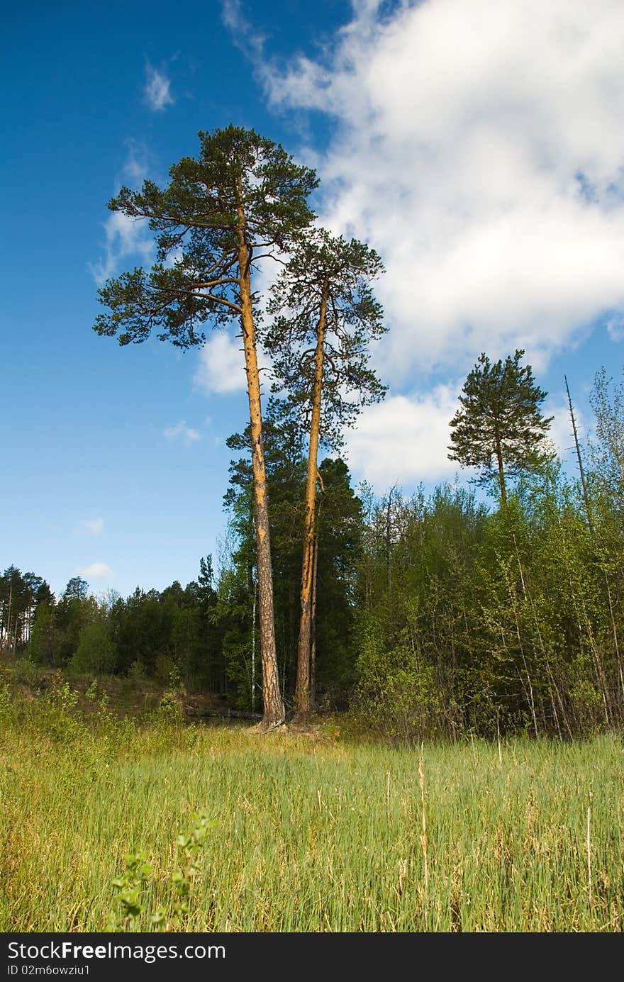 Two pines on border of a field and a wood